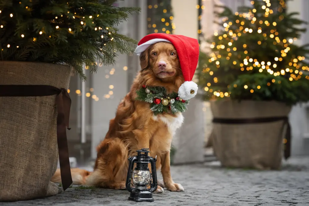 Wunderschönes Weihnachtsbild von Hund in Passau